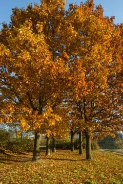 Autumn tree Stock Photos
