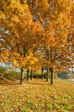 Autumn tree Stock Photos