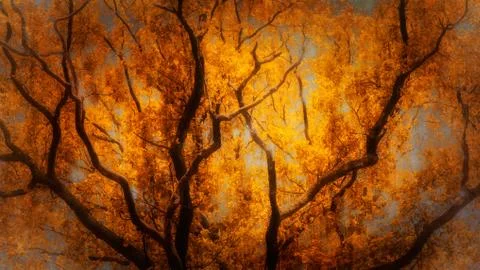 Autumn tree Fotos Stock