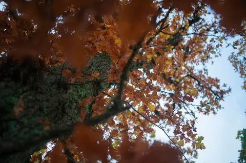 Autumn Tree Stock Photos