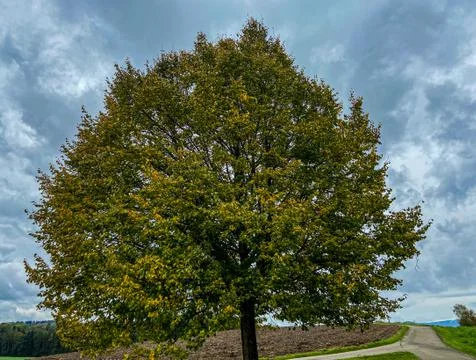 An autumn tree Stock Photos