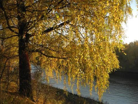 Autumn tree Stock Photos