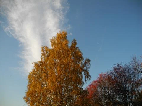 Autumn tree Stock-Fotos