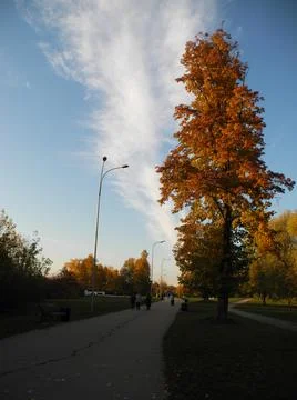 An autumn tree Stock Photos