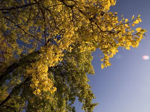 Autumn Tree Stock Photos