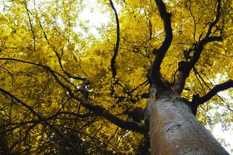 Autumn Tree Photos