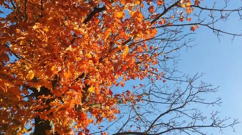 Autumn tree Stock Photos