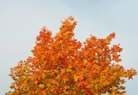 Autumn tree Stock Photos