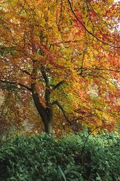 Autumn Tree Stock Photos