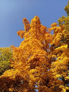 Autumn tree Stock Photos