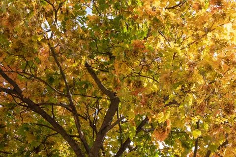 Autumn tree Stock Photos