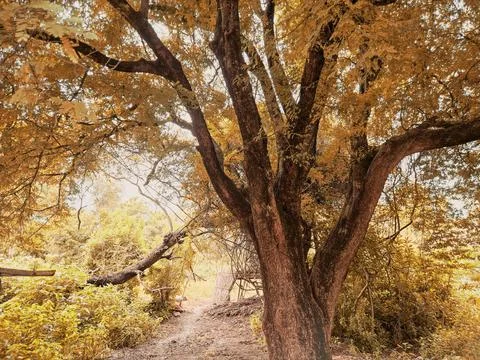 Autumn tree Stock Photos