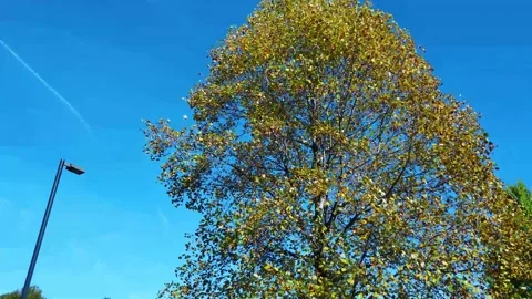 Autumn Tree, Picnic Table 動画素材 141463341