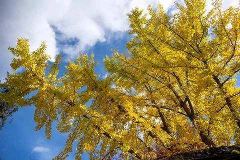 Autumn Tree Reaching for the Sky Stock Photos
