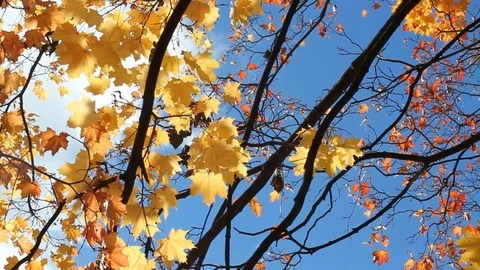Autumn tree with red and orange leaves. Stock Footage 84139711