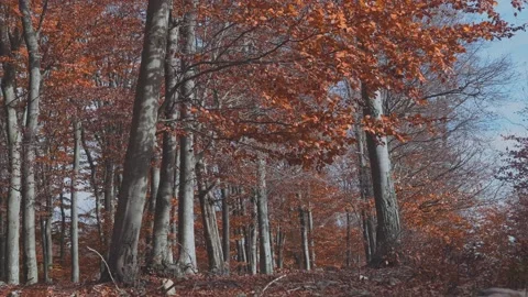 Autumn tree with red and orange leaves in the wind. Sunny fall day in forest Stock Footage 143307783