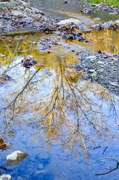 Autumn Tree Reflection in Clear Water Stock Photos