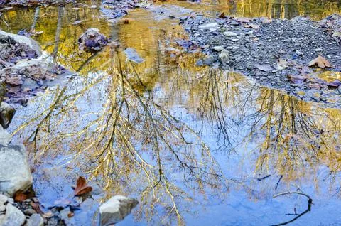 Autumn Tree Reflection in Clear Water Stock Photos