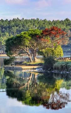 AUTUMN TREE REFLECTION WITH FOREST BACKGROUND Stock Photos