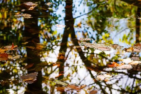 Autumn Tree Reflections and Floating Leaves in Santa Cruz de Mudela 스톡 사진
