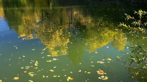 Autumn tree reflections in the pond Stock Footage 219750352
