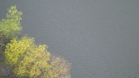 Autumn Tree By The River Stock Footage 119955894