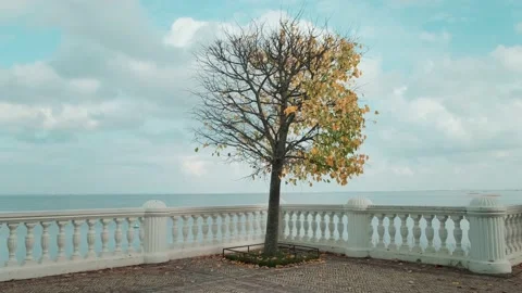 Autumn tree at the sea Видео 141783219
