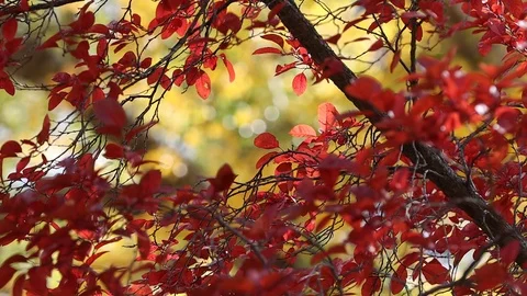 Autumn Tree with Shallow Depth of Field in Slow Motion Stock Footage 118350332
