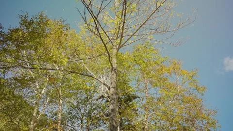 Autumn tree shedding its colorful foliage 스톡 동영상 341682006