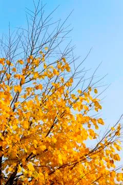Autumn tree on sky background Stock Photos
