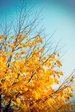 Autumn tree on sky background Stock Photos