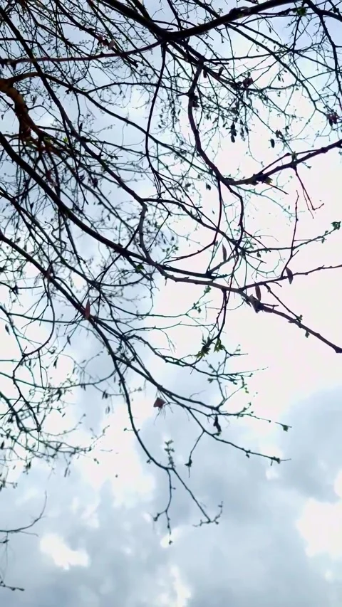 Autumn Tree in Sky 動画素材 238905558