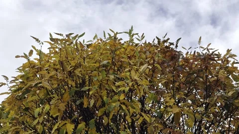 Autumn tree with sky norway Stock Footage 318371426