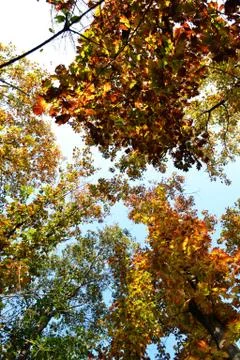 Autumn Tree on the sky Stock Photos