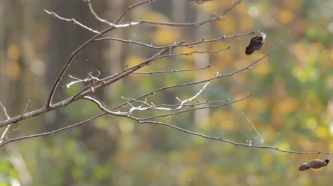 Autumn Tree With Spiderweb Stock Footage 31898925