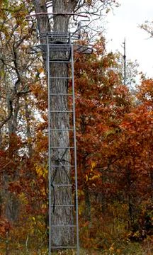 Autumn tree stand 库存照片