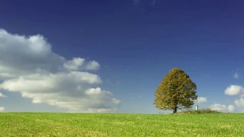 Autumn tree standing alone in the meadow with sky background Stock Footage 70980224
