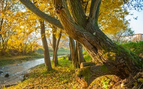 Autumn tree by the stream Stock Photos