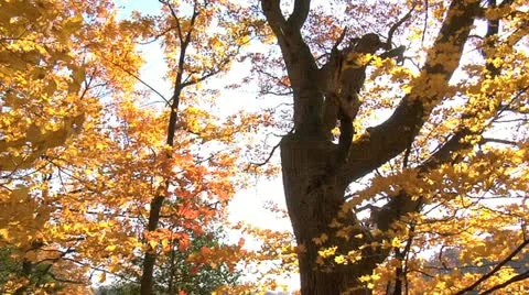 Autumn Tree-with sun flare Stock Footage 12447997