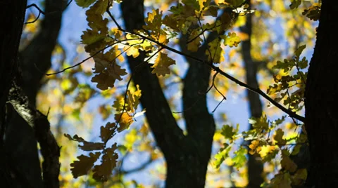 Autumn Tree In The Sun Видео 32164331