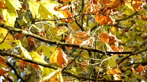 Autumn tree in the sun Stock Footage 46385922