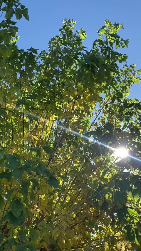 Autumn tree in the sun Stock Footage 251663719