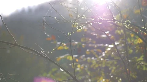 Autumn tree with sun rays Stock Footage 81436589