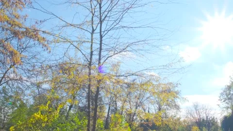 Autumn tree in the sunlight Stock Footage 143671363