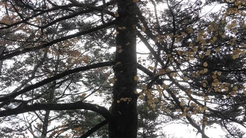 Autumn tree with sunlight at park Stock Footage 105440504