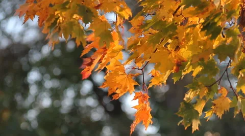 Autumn tree in a sunny forest. Stock Footage 68311688