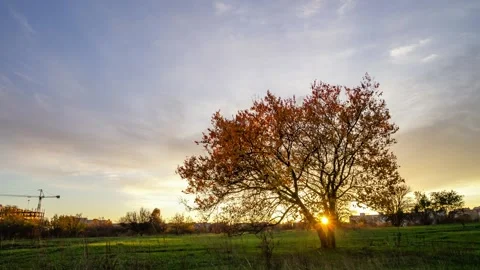 Autumn tree timelapse during sunset with colorful sky Stock Footage 318234498