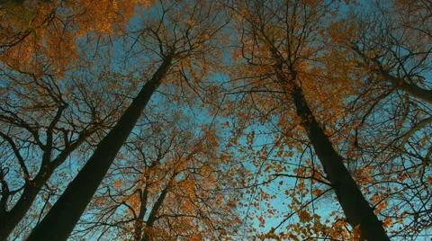 Autumn tree tops 2 Видео 44204002