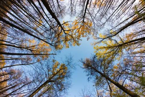 Autumn tree tops Stock Photos