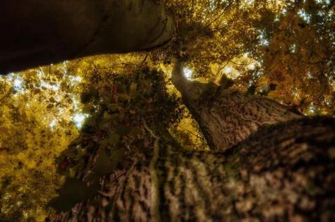Autumn Tree Trunk Stock Photos